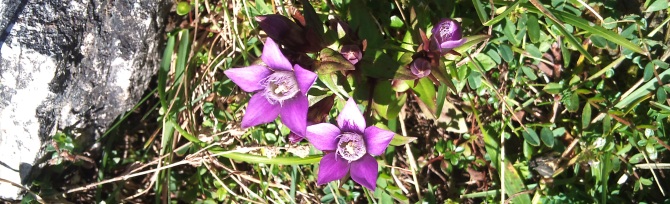 Obstalden Wandern Bergflora Enzian